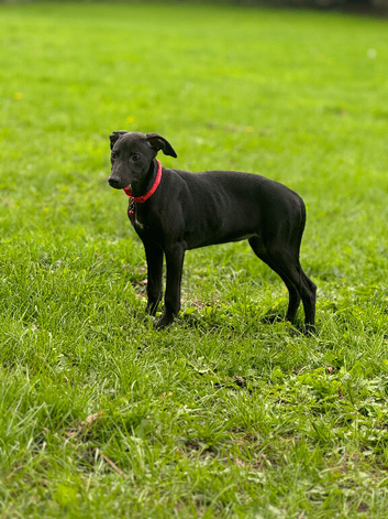 Whippet puppys