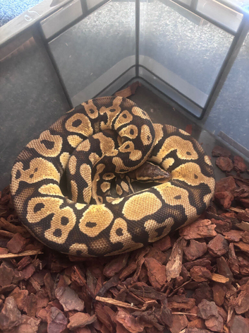 Pastel het clown ball python