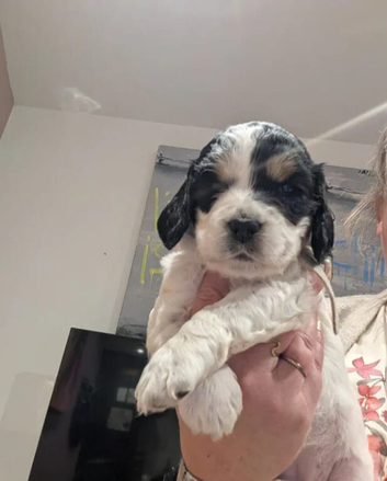 Beautiful litter of 5 Cockapoos 1 girl 1 boy left