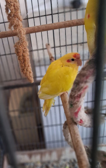 Buttercup kakariki