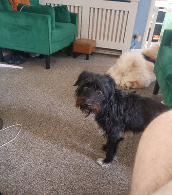 Fell/Patterdale Terrier