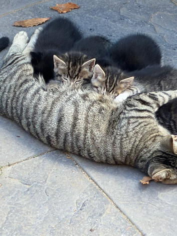 Kittens