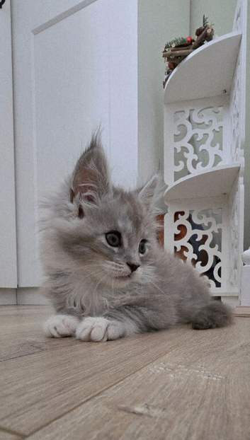 Beautiful Maine Coon kittens