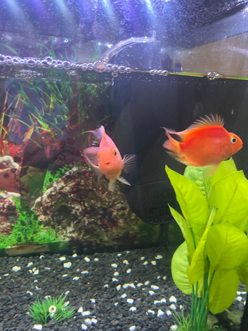 2x blood parrot chchild