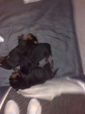 Chuncky puppies