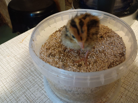 Jumbo coturnix quails