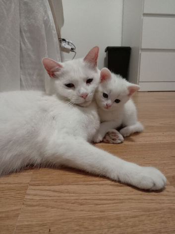 White and tabby males ready for forever homes