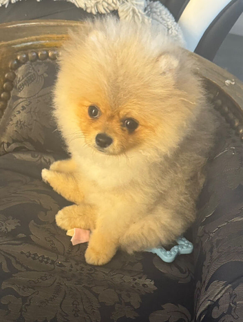I have this lovely Pom ready to stud