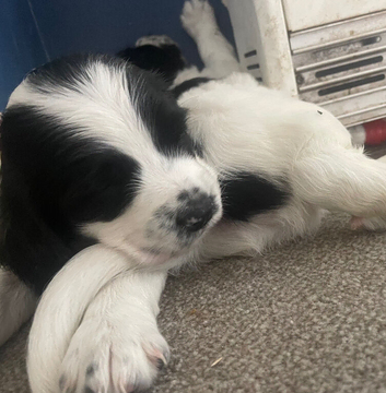 Gorgeous Sprocker Spaniel Puppies