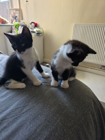 Kittens