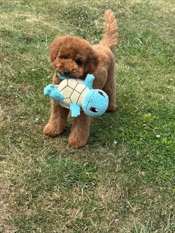 Toy poodle stud only