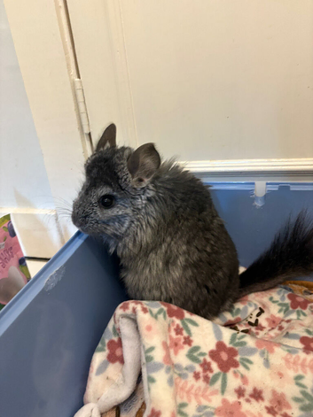 Two adorable well behaved chinchillas looking for new home