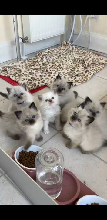 Beautiful Ragdoll Girls