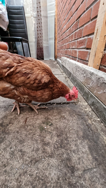 Chicken
