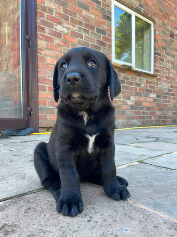 Beautiful Chunky Lab x Newfie Puppies