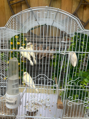 Canerys and finches