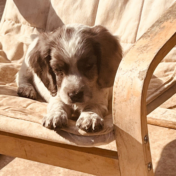 Sprocker puppies