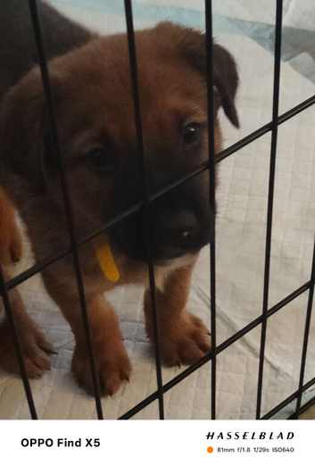 German shepherd cross mastiff. Cross husky cross staff
