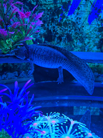 Proven Breeding pair of wild axolotl