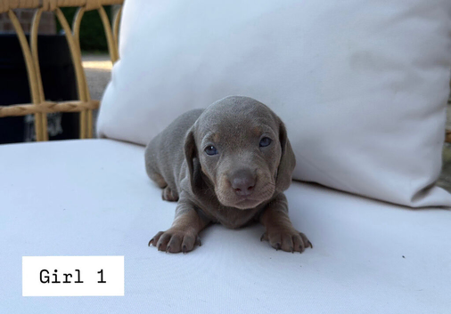 Beautiful Miniature Dachshund Puppies