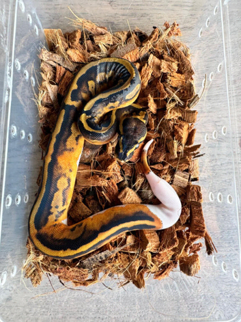Pied het albino