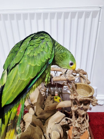 Baby double yellow headed amazon