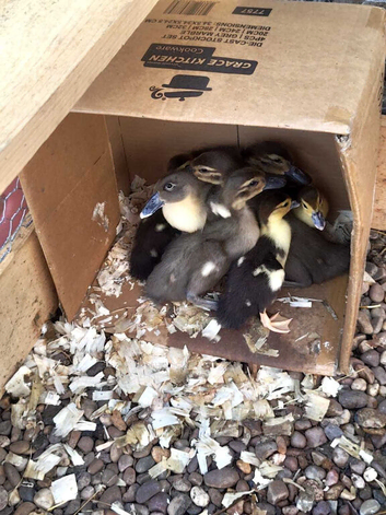 Ducklings for sale