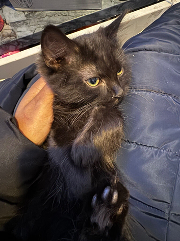 Smokie for sale