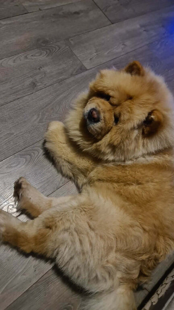Male chow chow