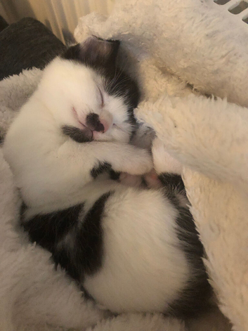 1 male and 2 female kittens