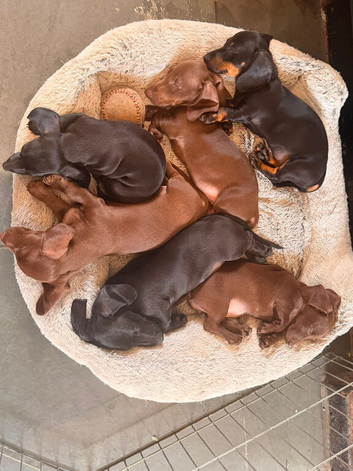 Ready now! KC miniature smooth Dachshunds