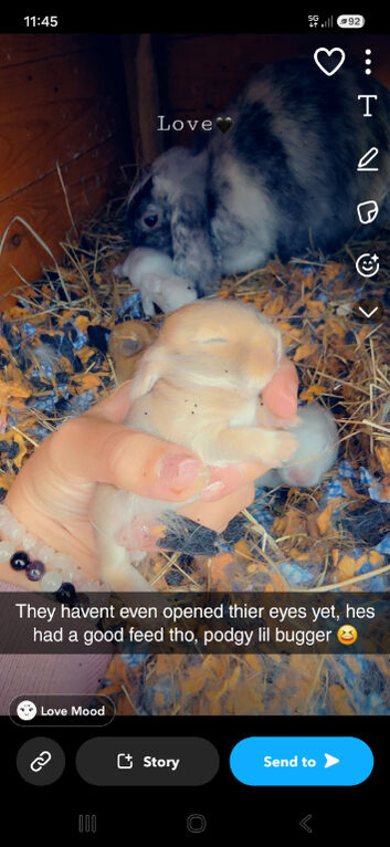 Our mini lop had just has 6 babies