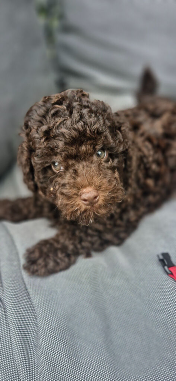 Gorgeous KC REG chocolate toy poodle pups