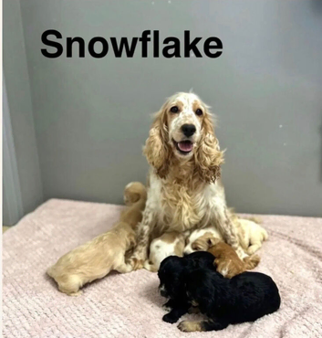 Snowflake beautiful champagne girl