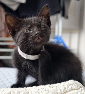 Kittens