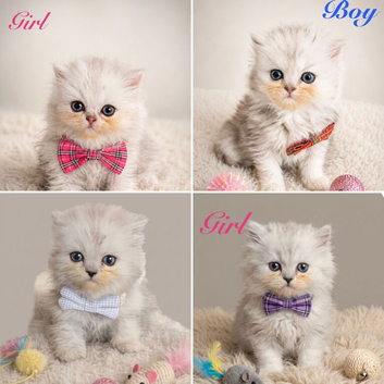 Confident healthy dollface chinchilla Persian kittens