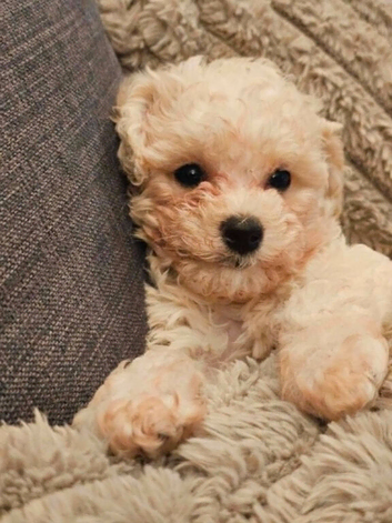 Baby Cavachon boy
