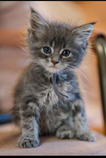 Gorgeous pure breed Mainecoon kittens ready 24th July