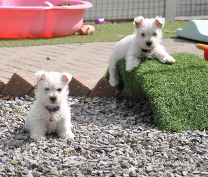 Lovely West Highland Terrier Puppy Girls