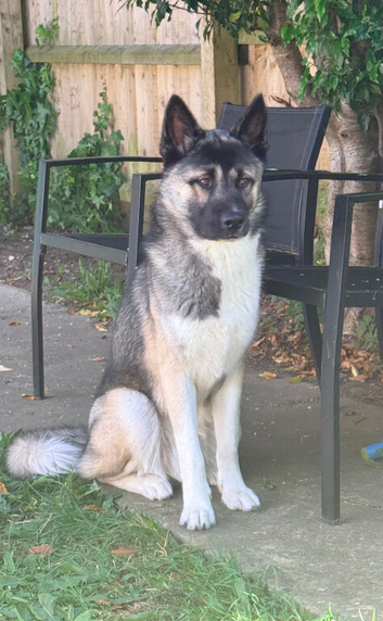 Husky cross