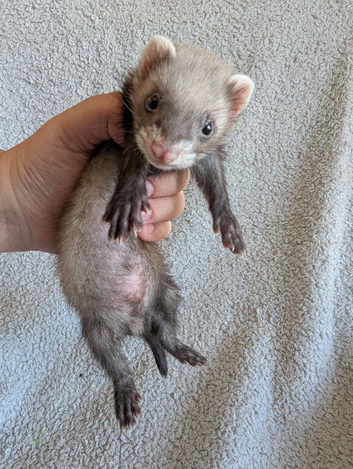 Ferret Kits
