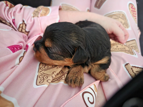 Yorkie / Biewer
