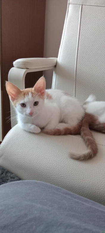 Mixed breed kitten