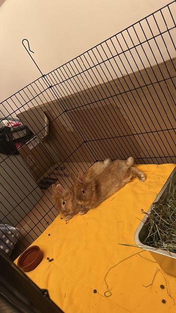2 neutered & vaccinated Netherland dwarf x Lionhead