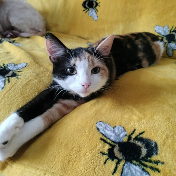 Calico female