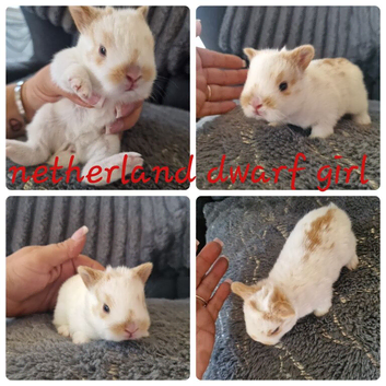 Netherland dwarf babies available for reserve
