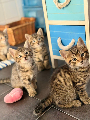 Beautiful kittens