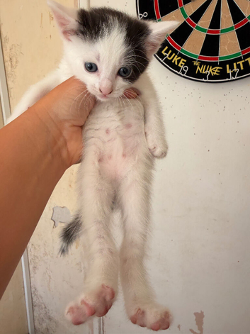 Cute kittens for sale