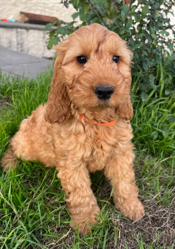 Cockapoo puppy