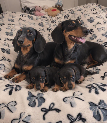 Dachshund pups